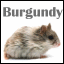 ������ ��� Burgundy